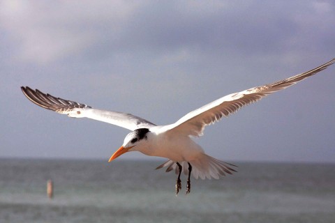 Sea Birds At Nearby Beachs