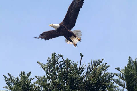 Bald Eagle